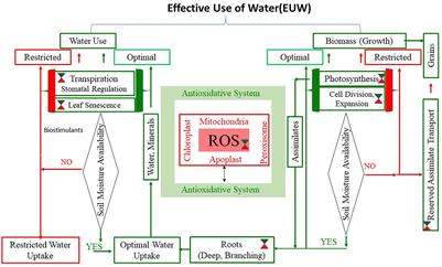 Effective Use of Water in Crop Plants in Dryland Agriculture: Implications of Reactive Oxygen Species and Antioxidative System